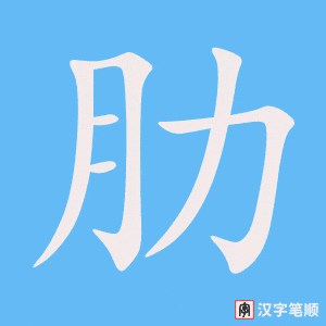 《肋》的笔顺动画写字动画演示