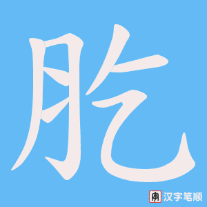 《肐》的笔顺动画写字动画演示