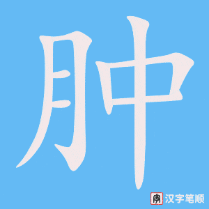 《肿》的笔顺动画写字动画演示