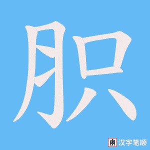 《胑》的笔顺动画写字动画演示