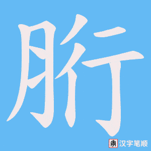 《胻》的笔顺动画写字动画演示