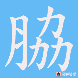 《脇》的笔顺动画写字动画演示