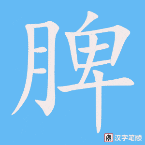《脾》的笔顺动画写字动画演示