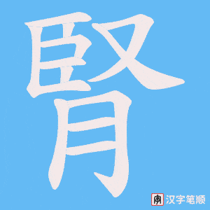 《腎》的笔顺动画写字动画演示