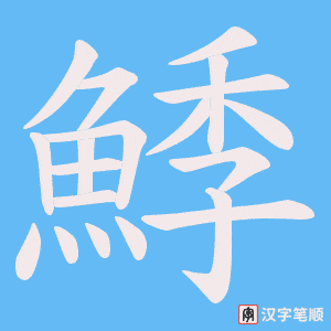 《鯚》的笔顺动画写字动画演示