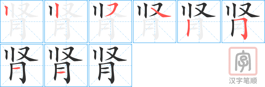 《肾》的笔顺分步演示（一笔一画写字）