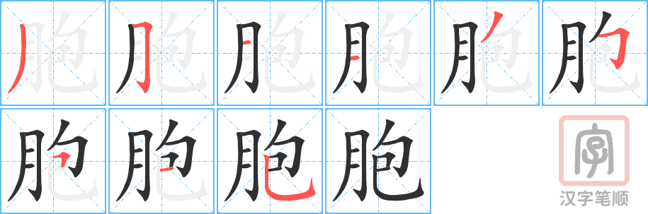 《胞》的笔顺分步演示（一笔一画写字）