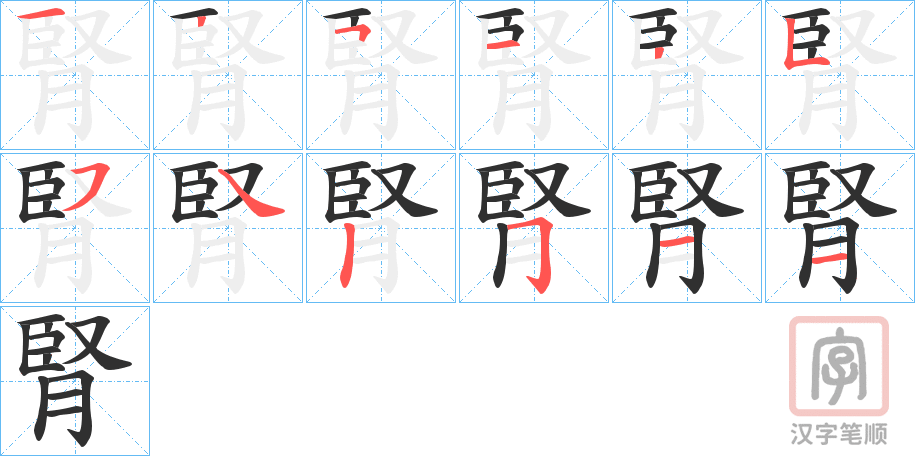 《腎》的笔顺分步演示（一笔一画写字）